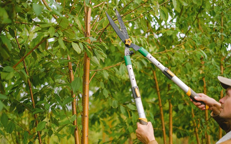 Tree trimming in Chehalis, WA